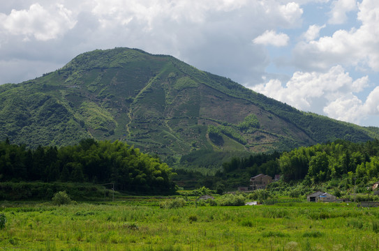 高山茶场