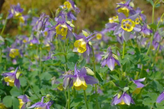 鲜花