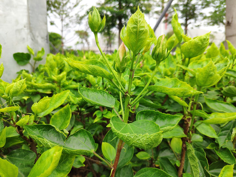 朱槿花蕾