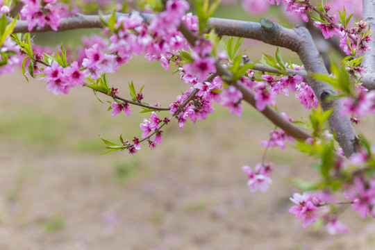 桃花