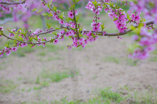 桃花