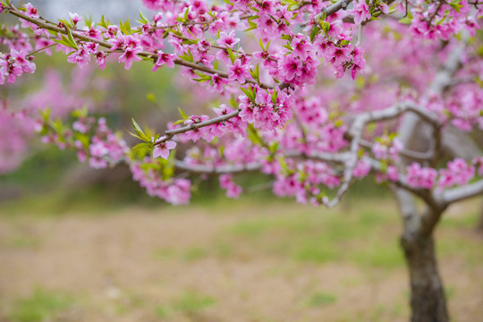 桃花林