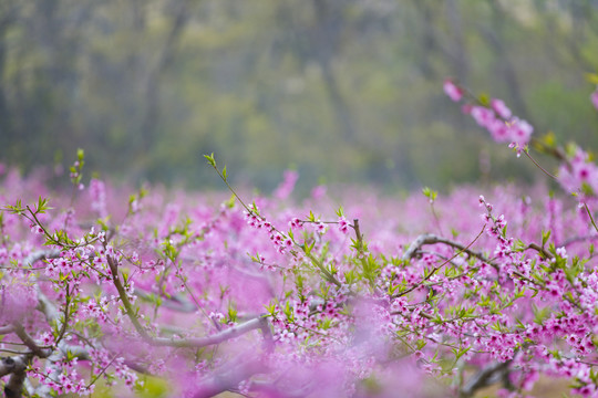 桃花