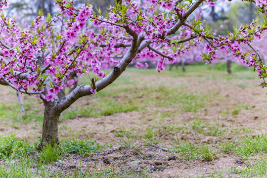 桃花