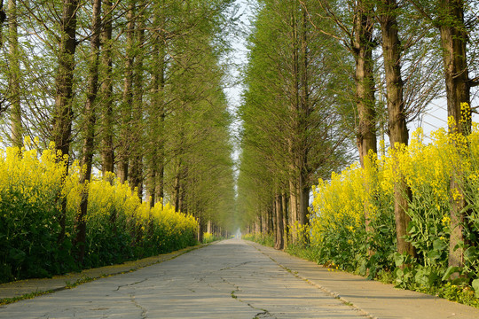 农村水泥路