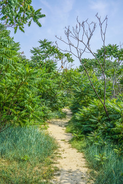 森林小路高清大图