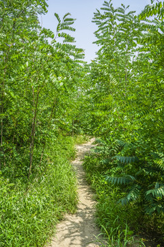 森林小路高清大图