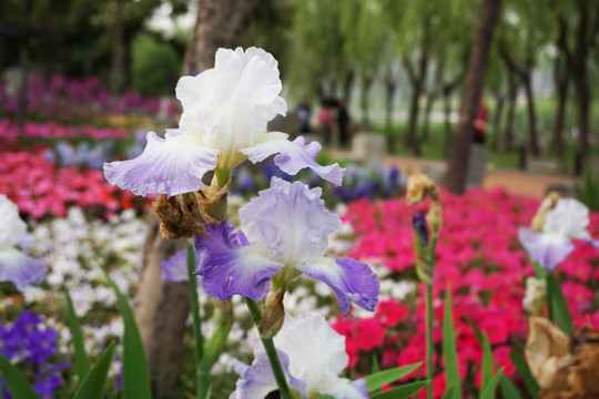 鸢尾花