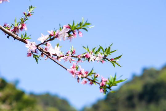 桃花