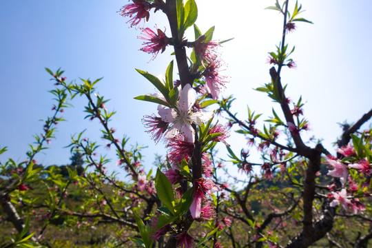 桃花