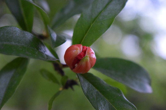 石榴花