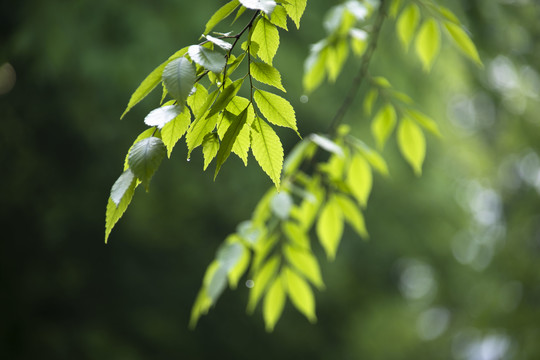 谷雨后的清晨