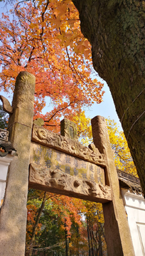 天平山红枫节