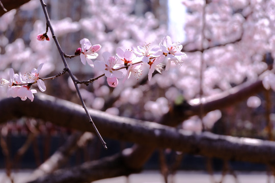 樱花