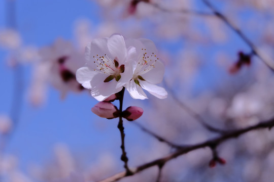 樱花