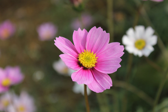 格桑花