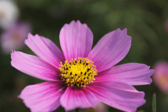 格桑花