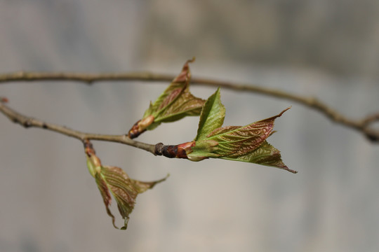 新芽