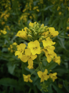 油菜花