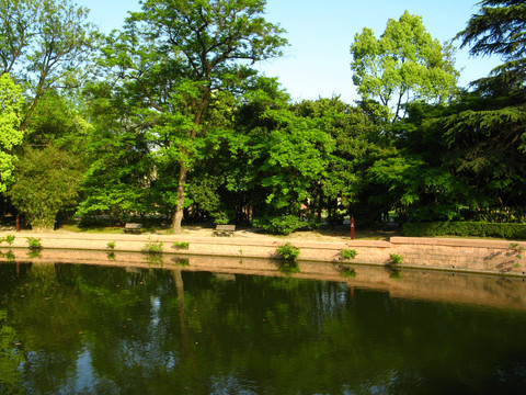 绿树池塘