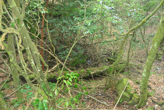 高山原始森林景观