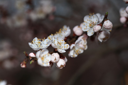 梨花杏花梅花