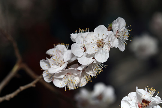 梨花杏花梅花