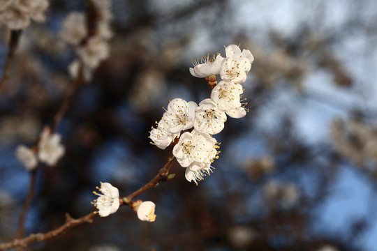 梨花杏花梅花