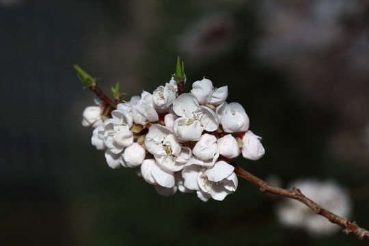 梨花杏花梅花