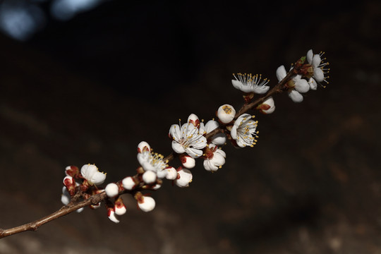 梨花杏花梅花