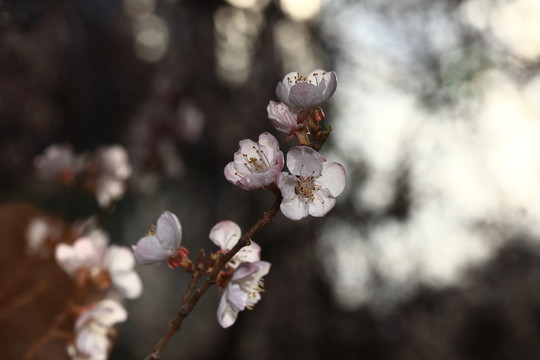 梨花杏花梅花