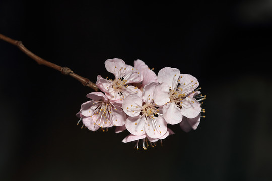 梨花杏花梅花