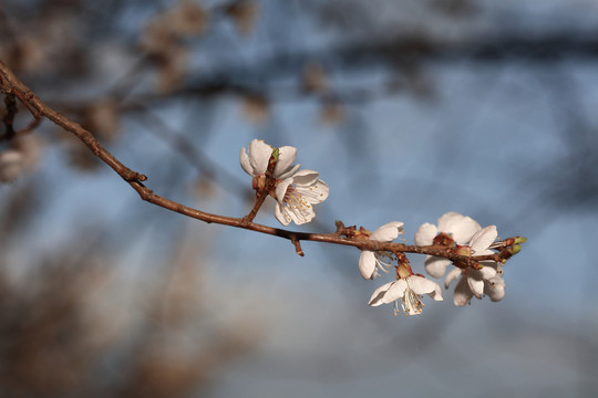 梨花杏花梅花