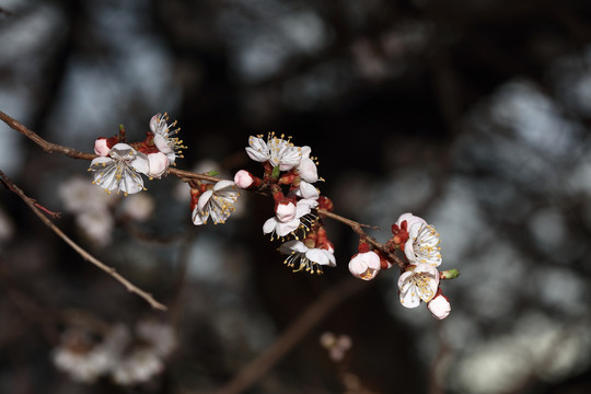 梨花杏花梅花