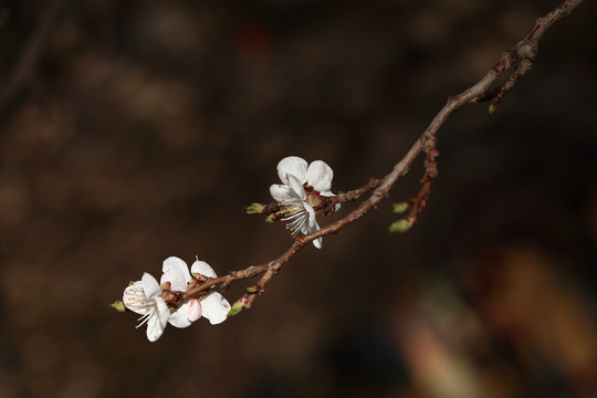 梨花杏花梅花