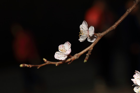 梨花杏花梅花