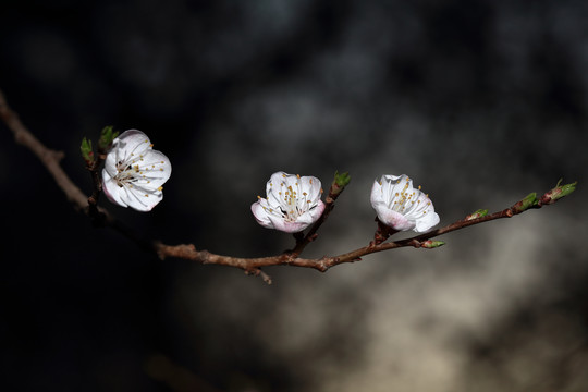 梨花杏花梅花