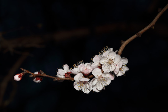 梨花杏花梅花