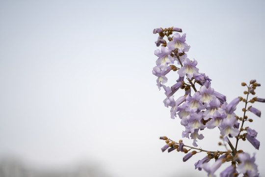 梧桐花