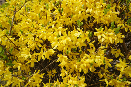 春天金黄色的迎春花