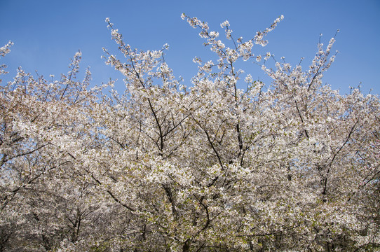 满树樱花开