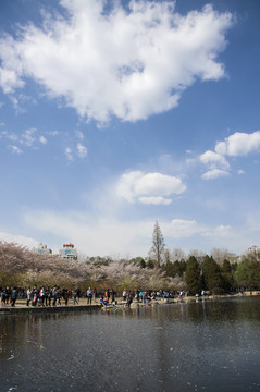 岸上花开湖中春