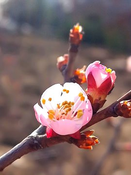 梅花花蕾