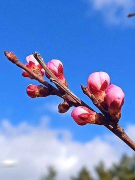 梅花花蕾