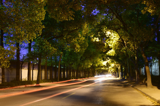 夜晚的林荫道