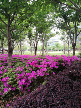 上海奉贤新城城市绿化景观
