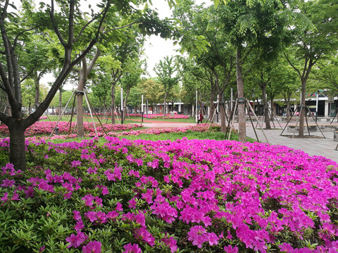 上海城郊新城城市绿化