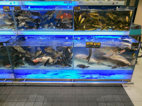 超市活鱼类
