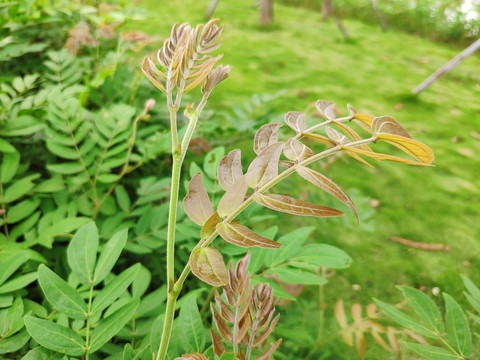 朱缨花嫩叶