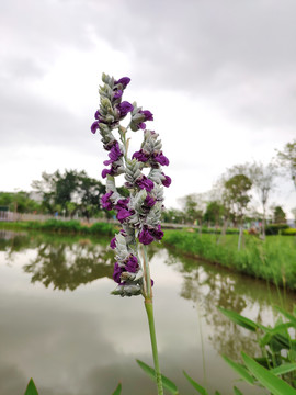 水莲蕉花